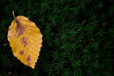 Close-up of yellow leaves on plant