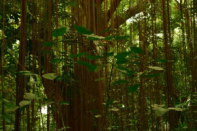 Bamboo trees in forest