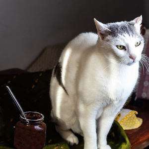 Close-up of cat sitting on table