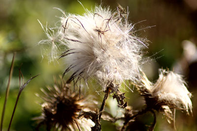 Close-up of wilted dandelion