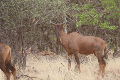 Deer in a field