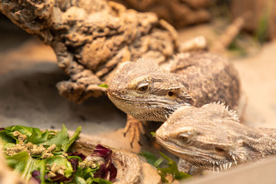 Close-up of a lizard