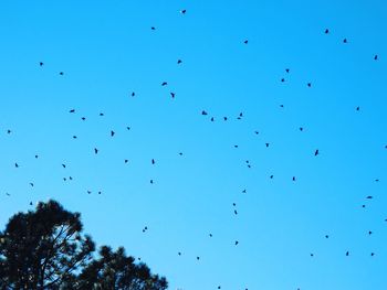 Low angle view of silhouette birds flying against clear blue sky