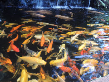 Fish swimming in lake