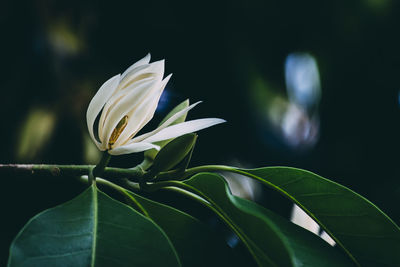 Close-up of white flowering plant