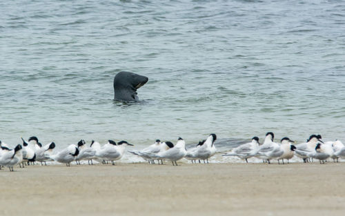 Flock of seagulls on beach