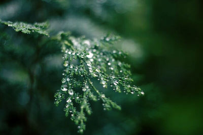 Close-up of water drops on plant