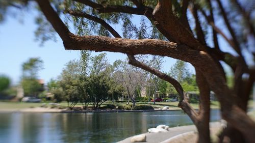 Trees by lake against sky