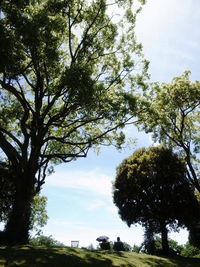 Low angle view of trees against sky