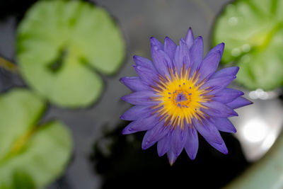 Close-up of purple flower