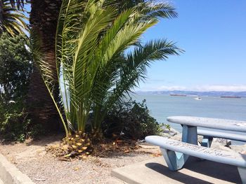 Palm trees on beach