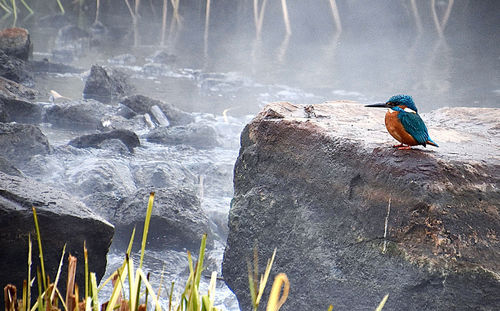 Bird perching on rock by sea