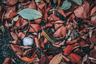 High angle view of dry leaves on land