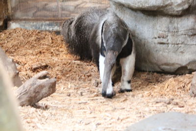 View of a sheep in the field