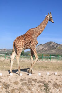 Giraffe on field against clear blue sky