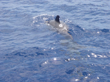 Duck swimming in sea