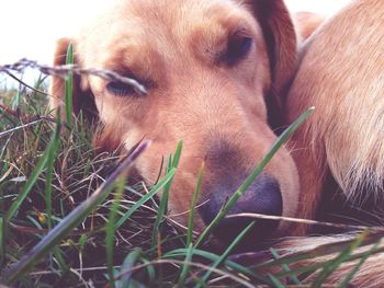 Close-up of dog