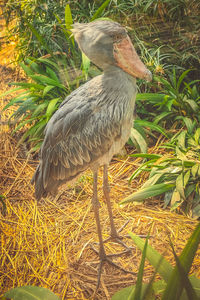 Close-up of bird perching on grass