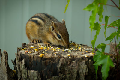 Close-up of chipmunk eating food on tree stump