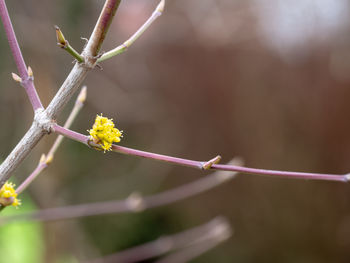 Close-up of flowering plant against blurred background