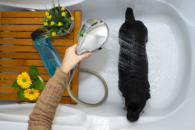 Showering and cleaning a black dog.