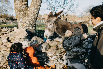 Mother and daughters looking at donkey