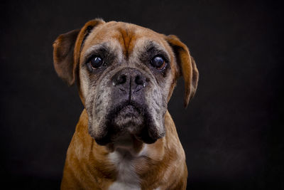 Close-up portrait of dog