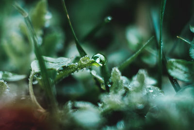 Close-up of raindrops on plant