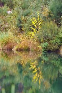 Scenic view of lake in forest