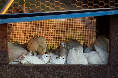 View of birds in cage