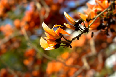 Close-up of bee on orange flower