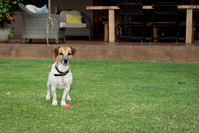 Dog running on grassy field