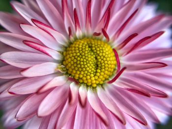 Close-up of pink flower