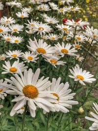 Close-up of white daisy flowers