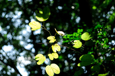 Close-up of yellow flowering plant