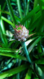 Close-up of thistle flower blooming outdoors