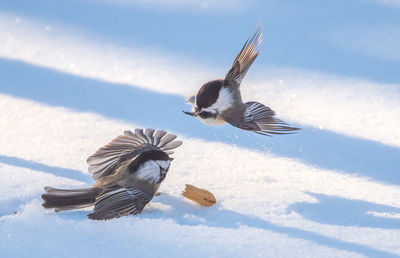 Chickadees in the morning sun fight over a peanut