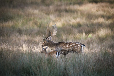 Deer standing on field