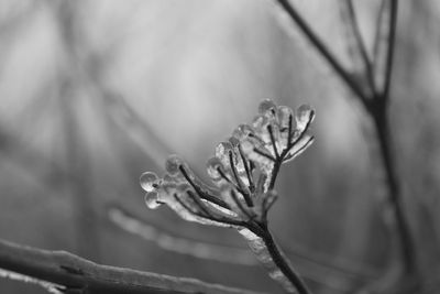 Close-up of wilted plant