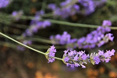 Lavenders flower . stock photo on blur background 