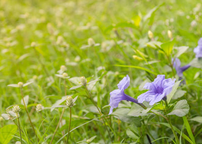 Close-up of purple crocus flowers on field