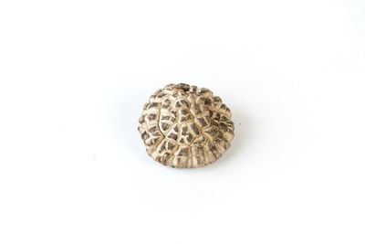 High angle view of shell on white background