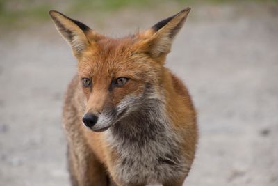 Close-up of fox looking away
