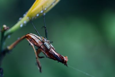 Macro shot of spider on wilted plant