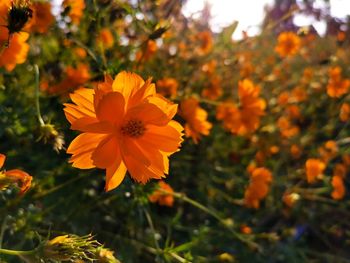 Close-up of orange flowering plant