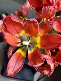 High angle view of red flowering plant