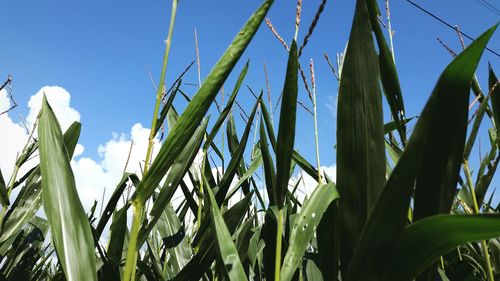 Low angle view of plants