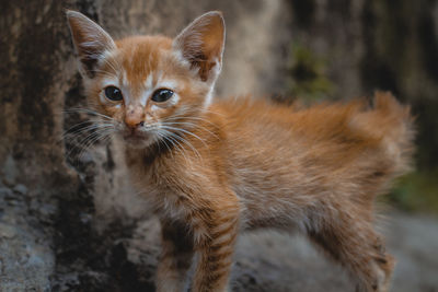 Close-up portrait of a kitten