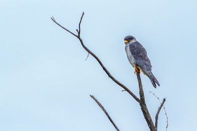 Low angle view of bird perching on branch against sky