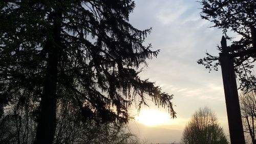 Low angle view of trees against sky at sunset